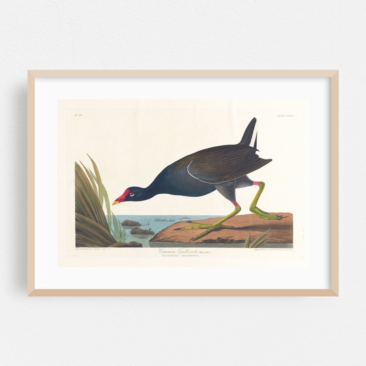 Common gallinule, male, adult (1827–1838) – image 1 of 6