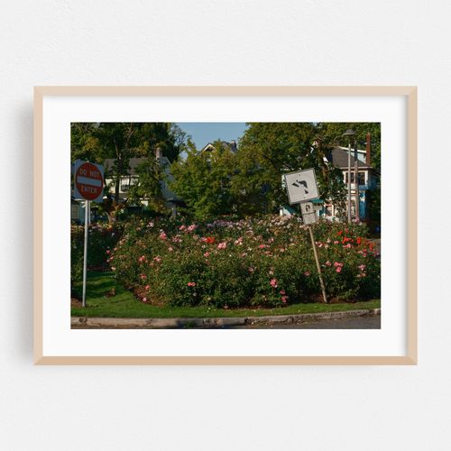 Rabbit in Rose Garden