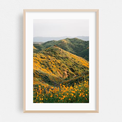 Superbloom Poppies 02