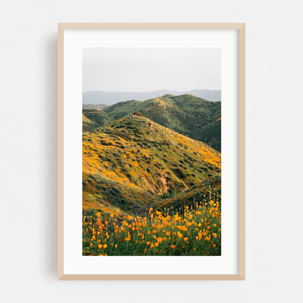 Superbloom Poppies 02 – image 1 of 16