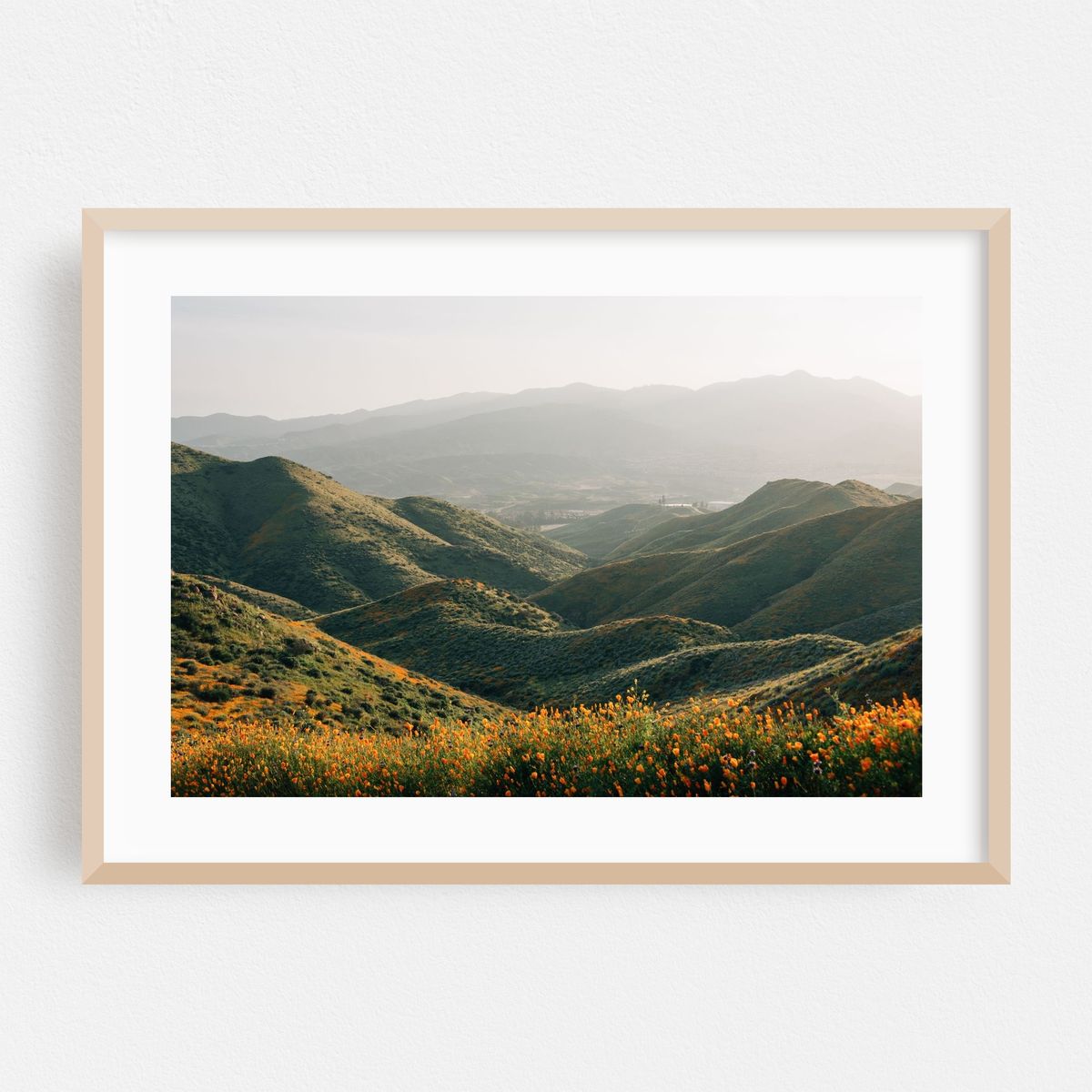 Superbloom Poppies, Lake Elsinore 03 – image 1 of 6