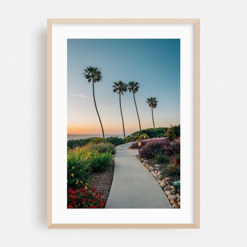 La Jolla Palms 02