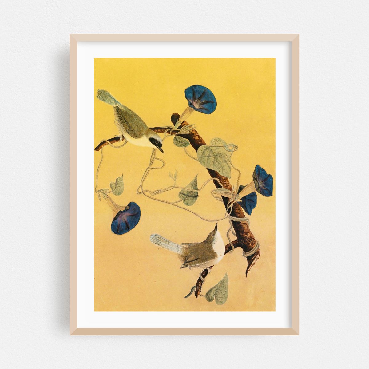 Maryland Yellowthroats (1855) – image 1 of 15