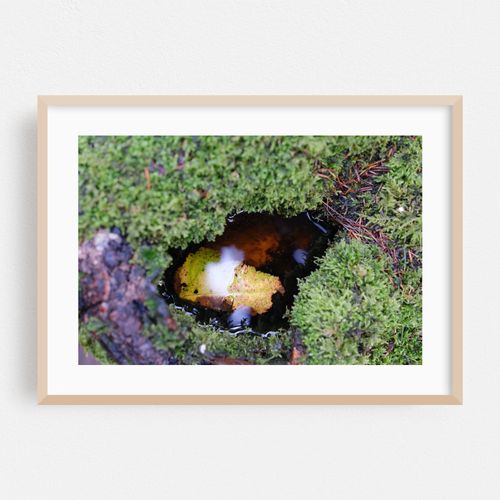 Leaf in Stump