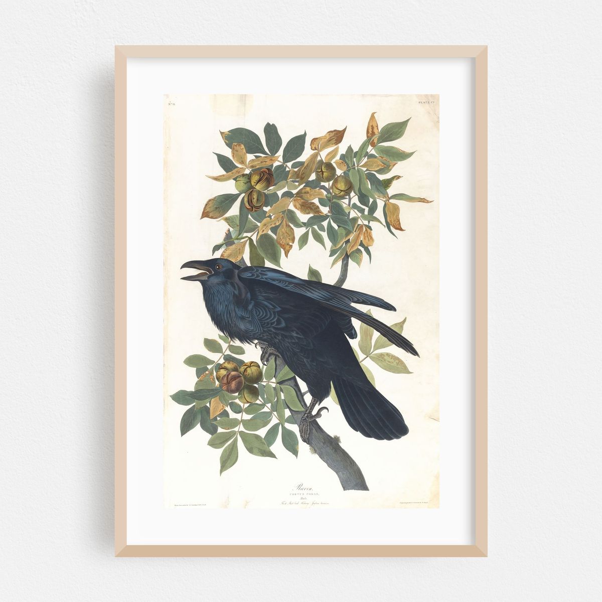 Raven (1827–1838) – image 1 of 16