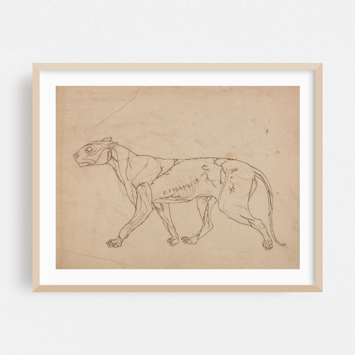 Tiger Body, Lateral View (1795 to 1806) – image 1 of 3