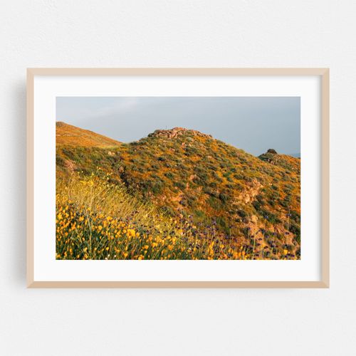 Superbloom Poppies, Lake Elsinore 04