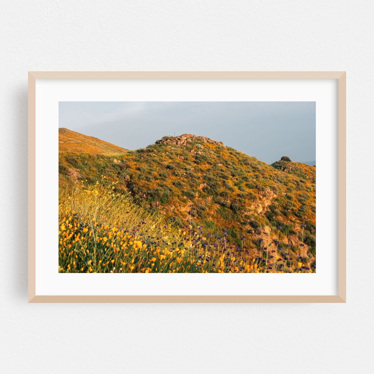 Superbloom Poppies, Lake Elsinore 04 – image 1 of 6