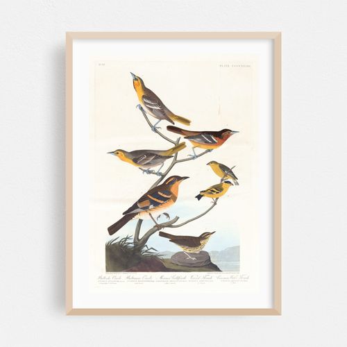 Bullock’s oriole. Baltimore oriole. Mexican goldfinch. Varied thrush. Common water thrush (1827–1838)