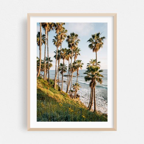 Heisler Park Palms, Laguna Beach 01