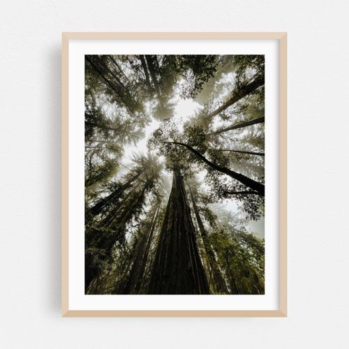Armstrong Redwoods Forest Canopy