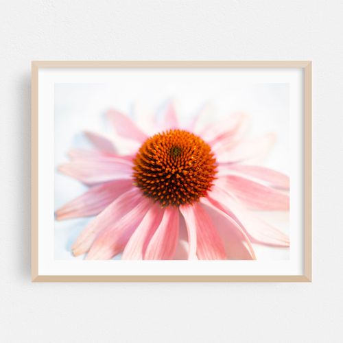 The Purple Coneflower