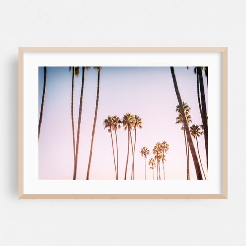 Tall Palms
