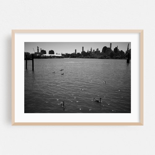 Geese on the East River