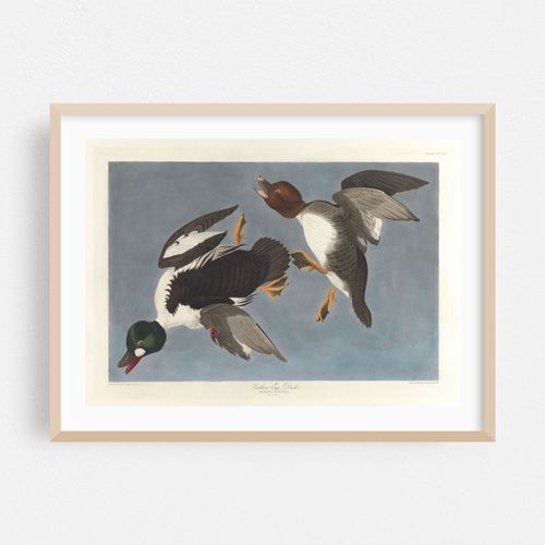 Golden-eye duck, Fuligula clangula (1827–1838)
