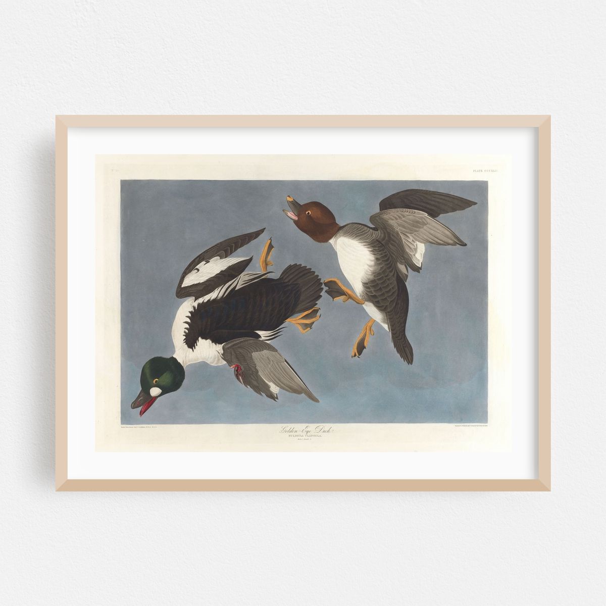 Golden-eye duck, Fuligula clangula (1827–1838) – image 1 of 6