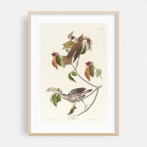 Wood thrush (1827–1838)
