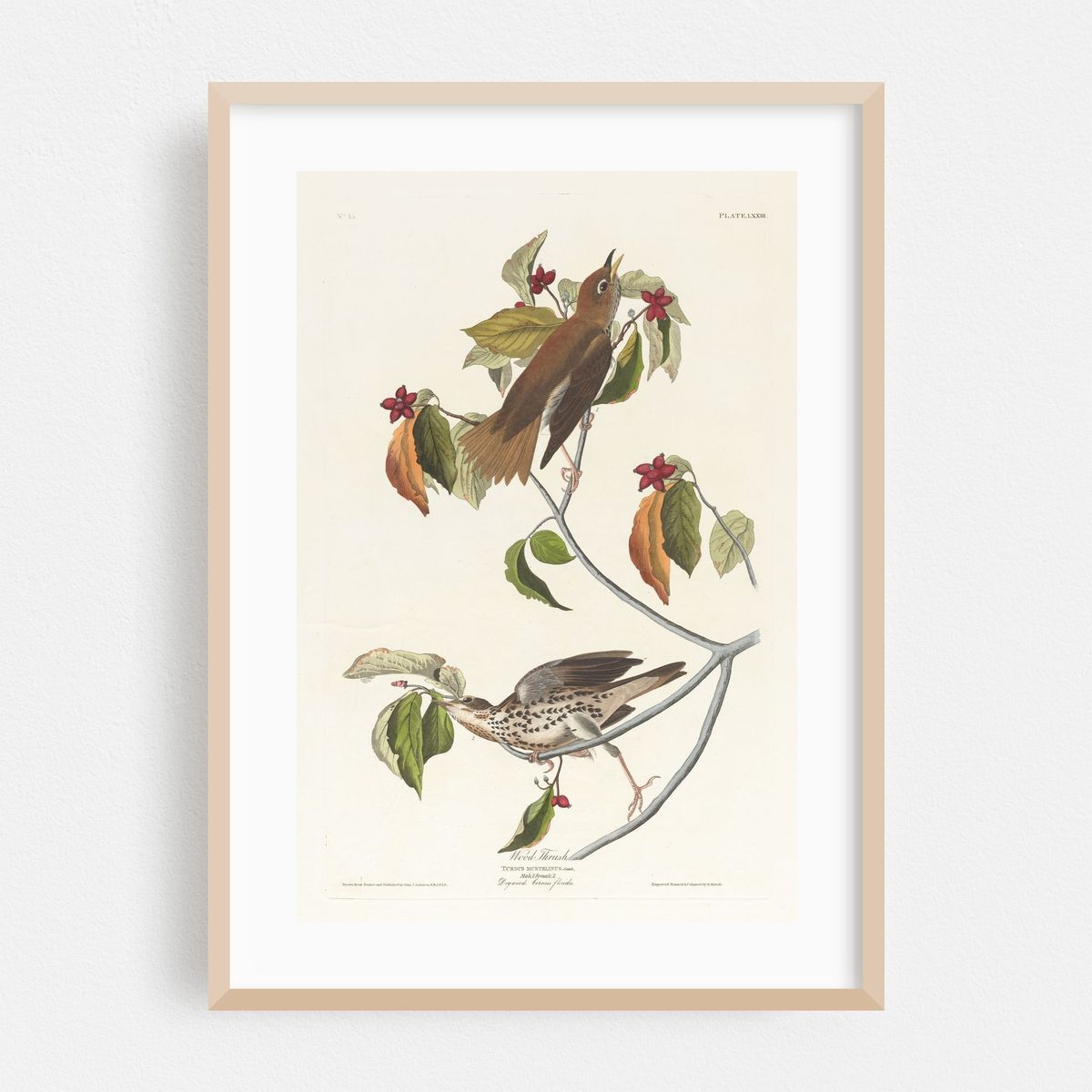 Wood thrush (1827–1838) – image 1 of 16