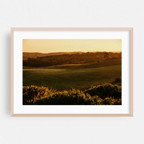Sunset in Wine Country