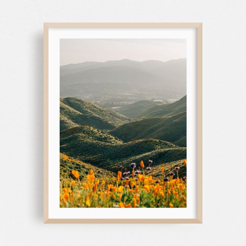 Superbloom Poppies, Lake Elsinore 05