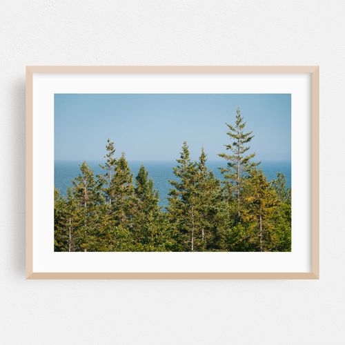 Pines in Acadia