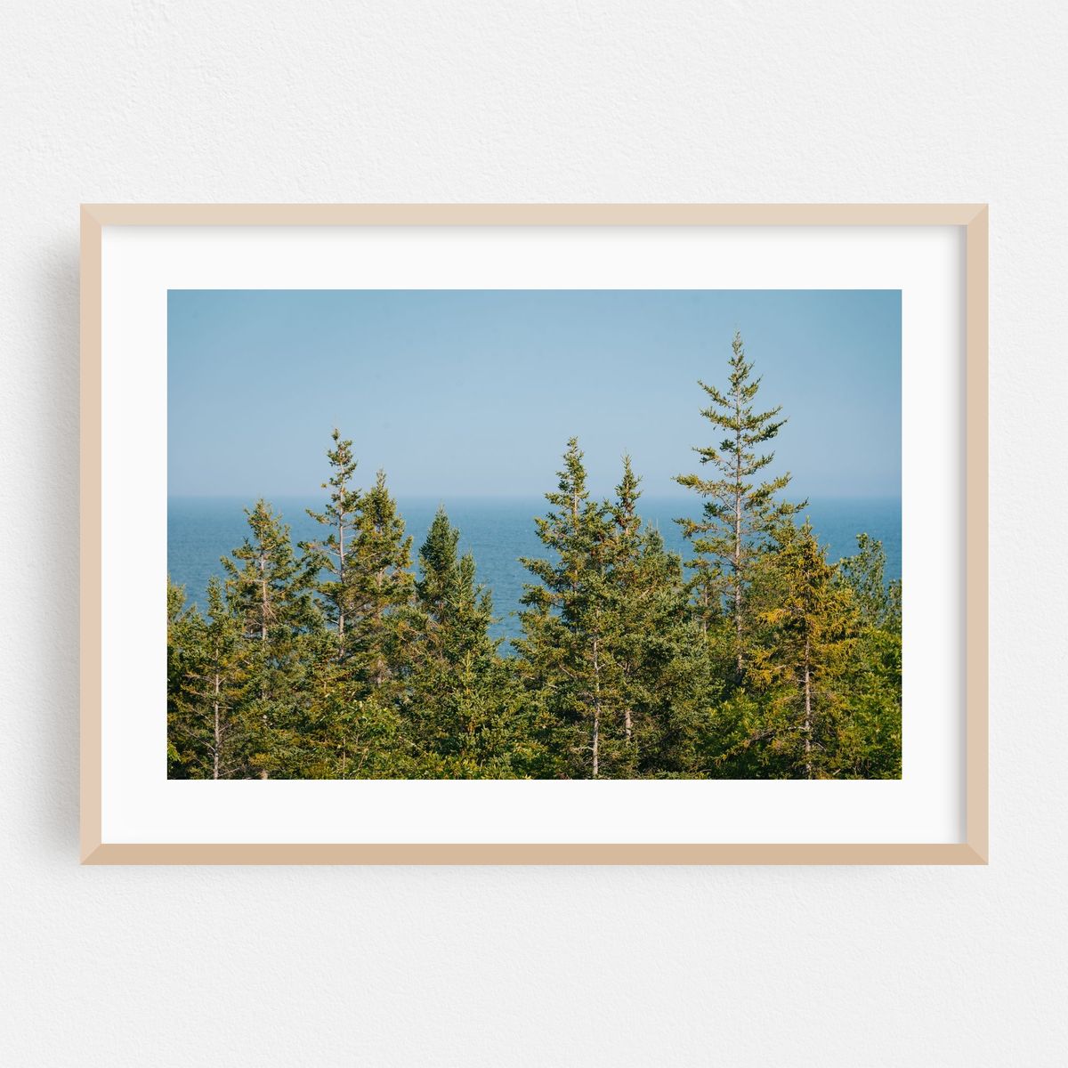 Pines in Acadia – image 1 of 6