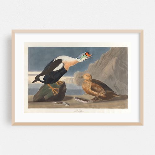 King duck (1827–1838)