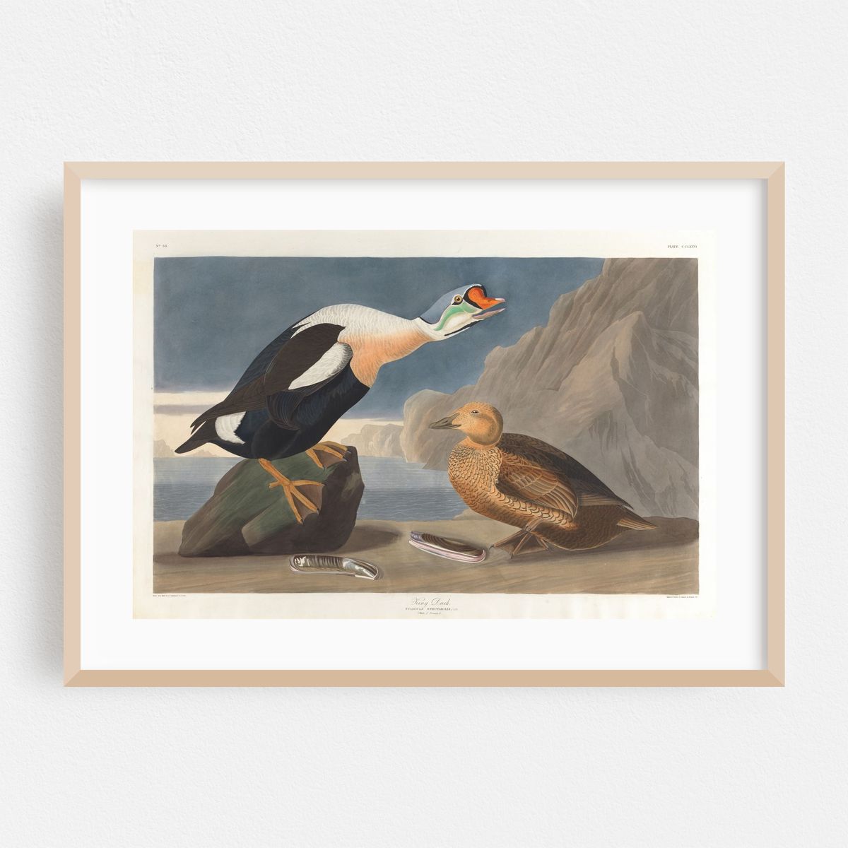 King duck (1827–1838) – image 1 of 6