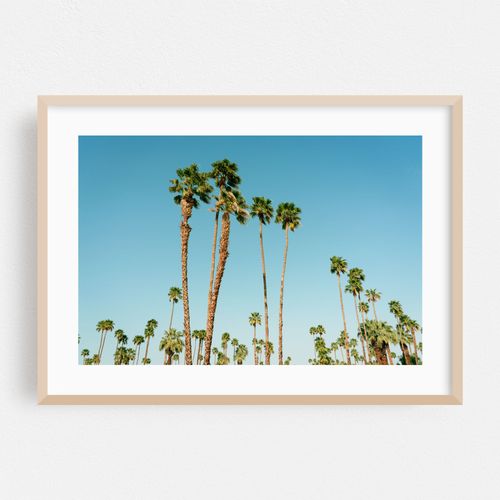 Palm Trees, Palm Springs 02