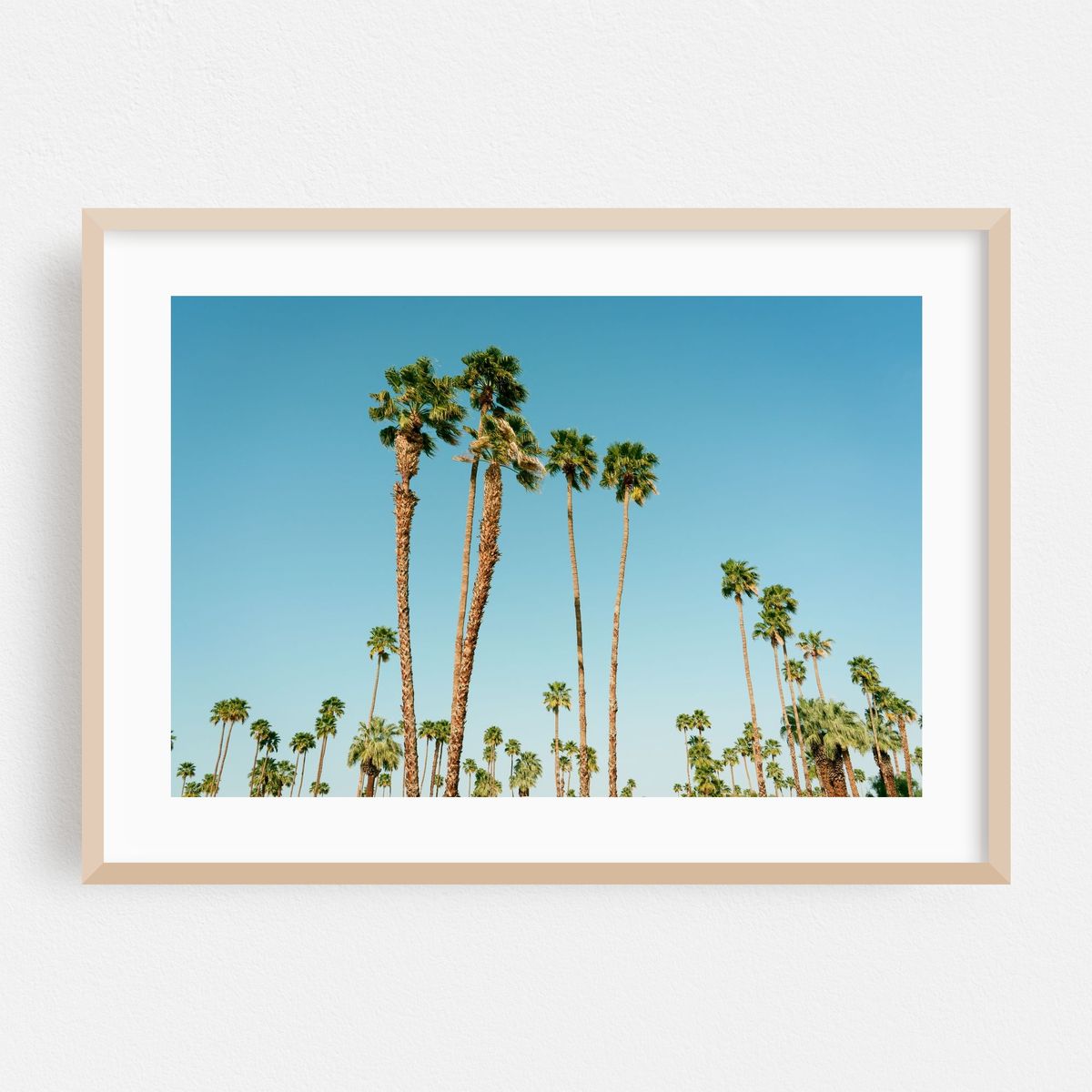 Palm Trees, Palm Springs 02 – image 1 of 6