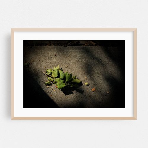 Fallen Leaves
