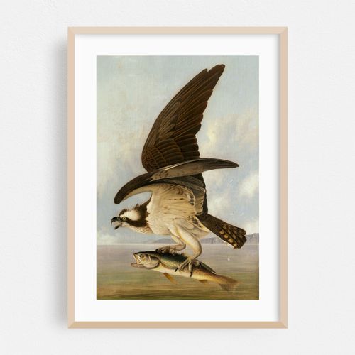 Osprey and Weakfish (1829)