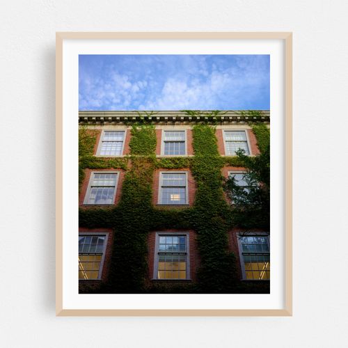 Ivy on the NYU Law Library