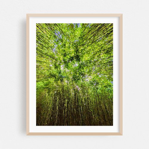 Bamboo forest