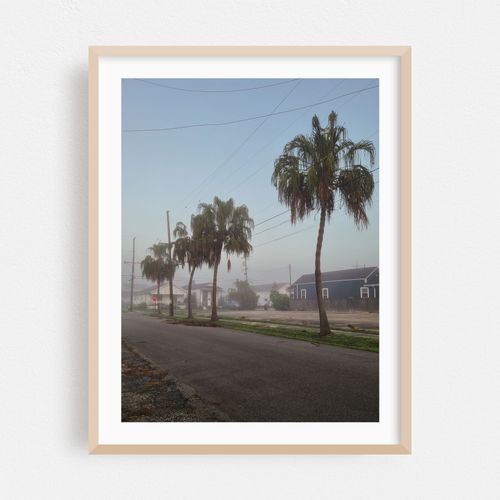 Palm Trees in Fog