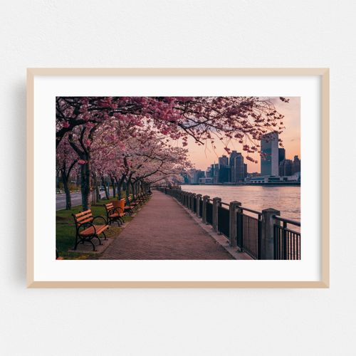 Roosevelt Island Cherry Blossoms
