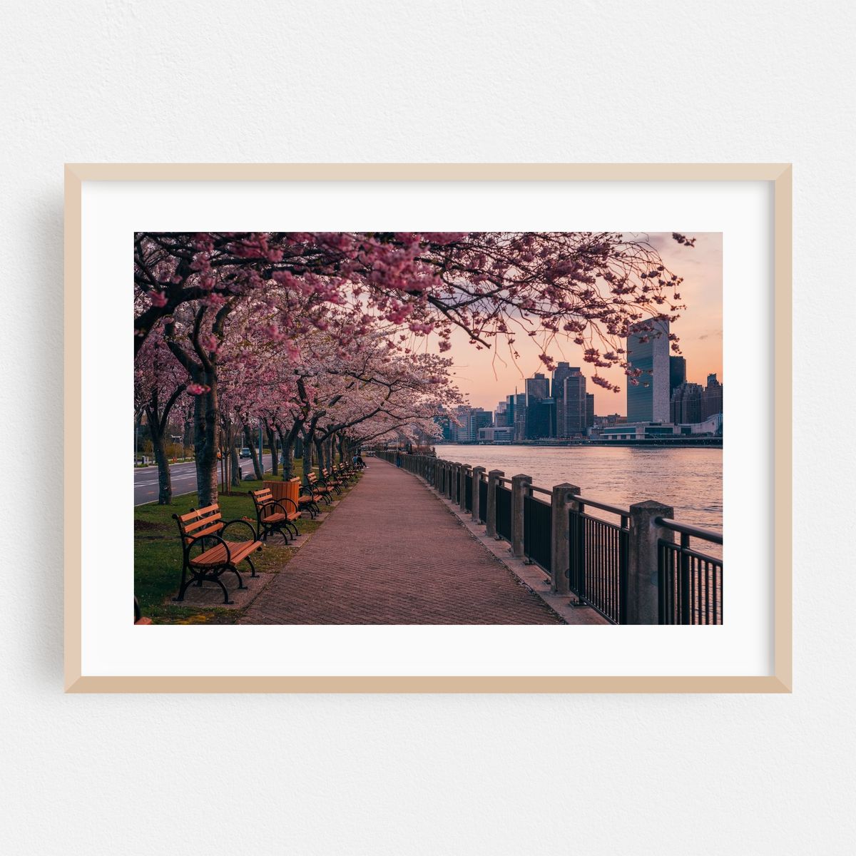 Roosevelt Island Cherry Blossoms – image 1 of 9