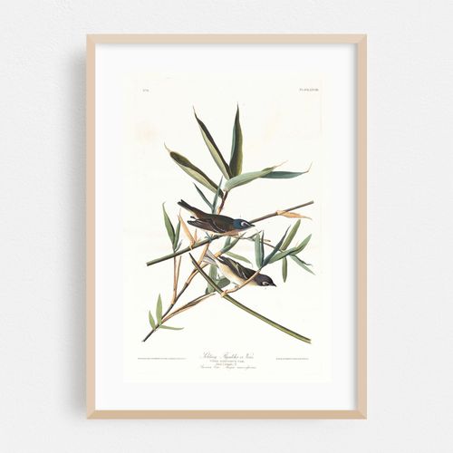Solitary flycatcher or vireo (1827–1838)