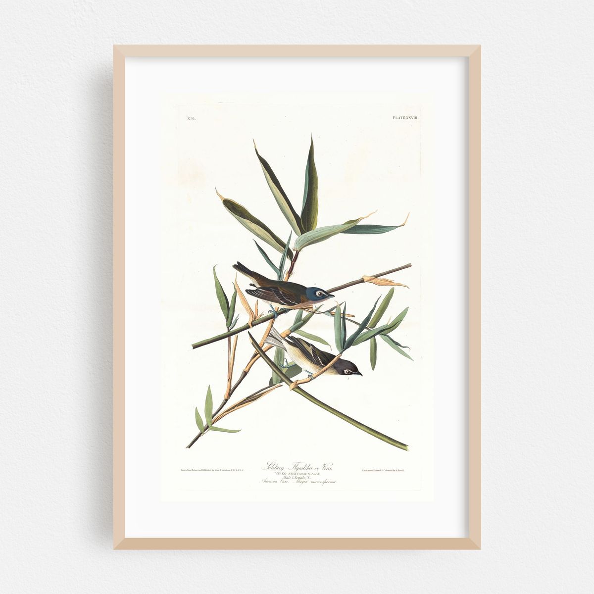Solitary flycatcher or vireo (1827–1838) – image 1 of 16