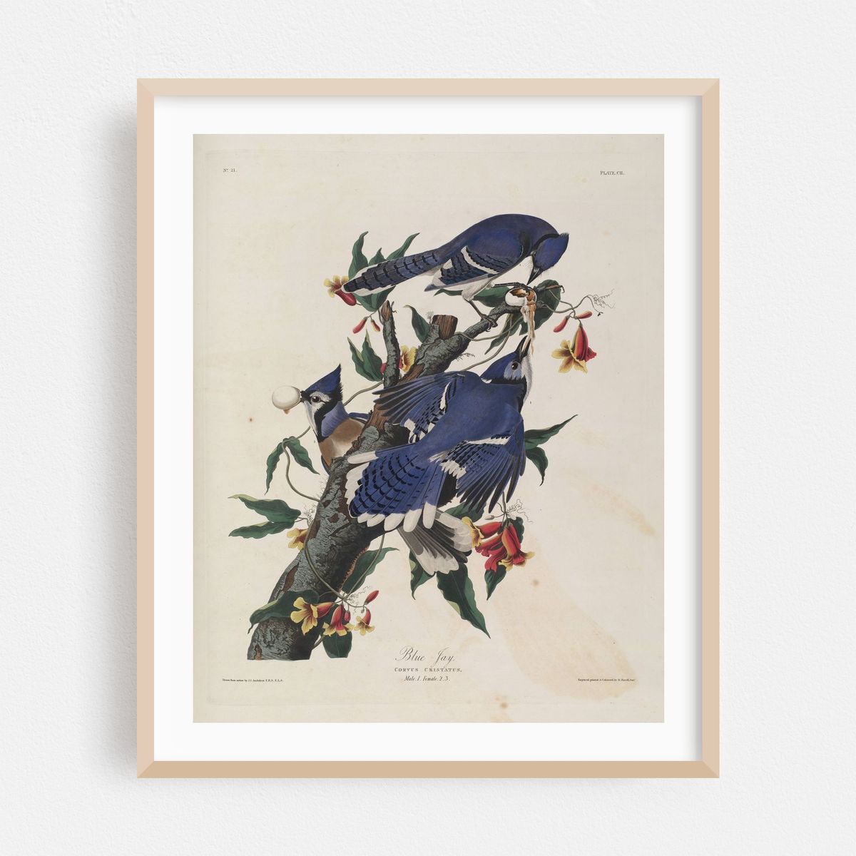 Blue Jay (1827-1838) – image 1 of 12