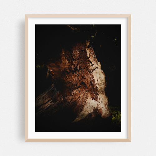 Old Tree Stump