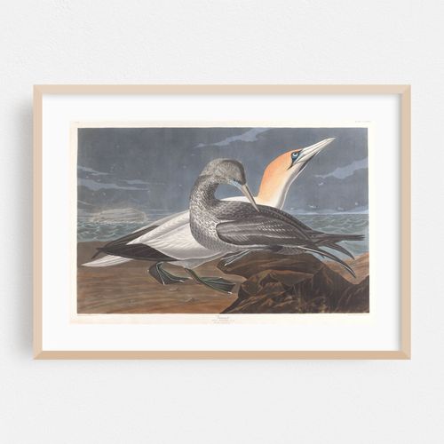 Gannet (1827–1838)
