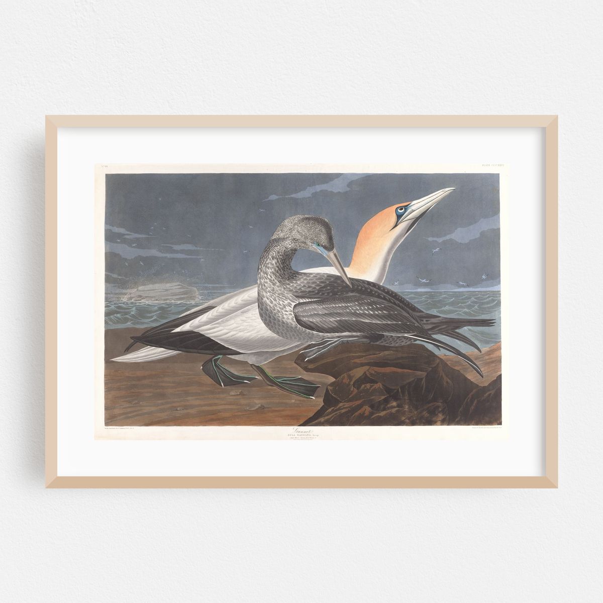 Gannet (1827–1838) – image 1 of 6