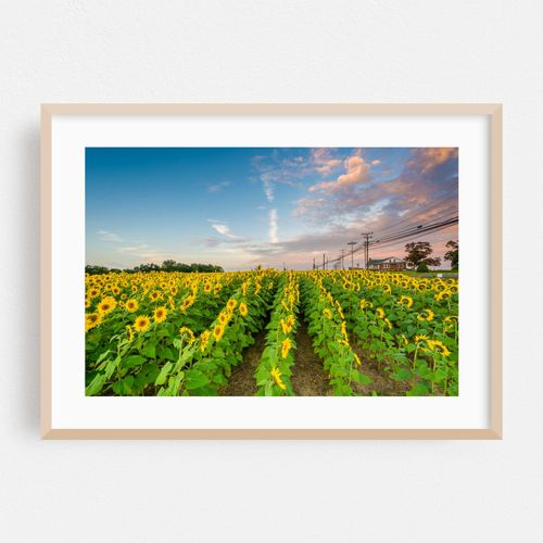 Jarrettsville Sunflowers