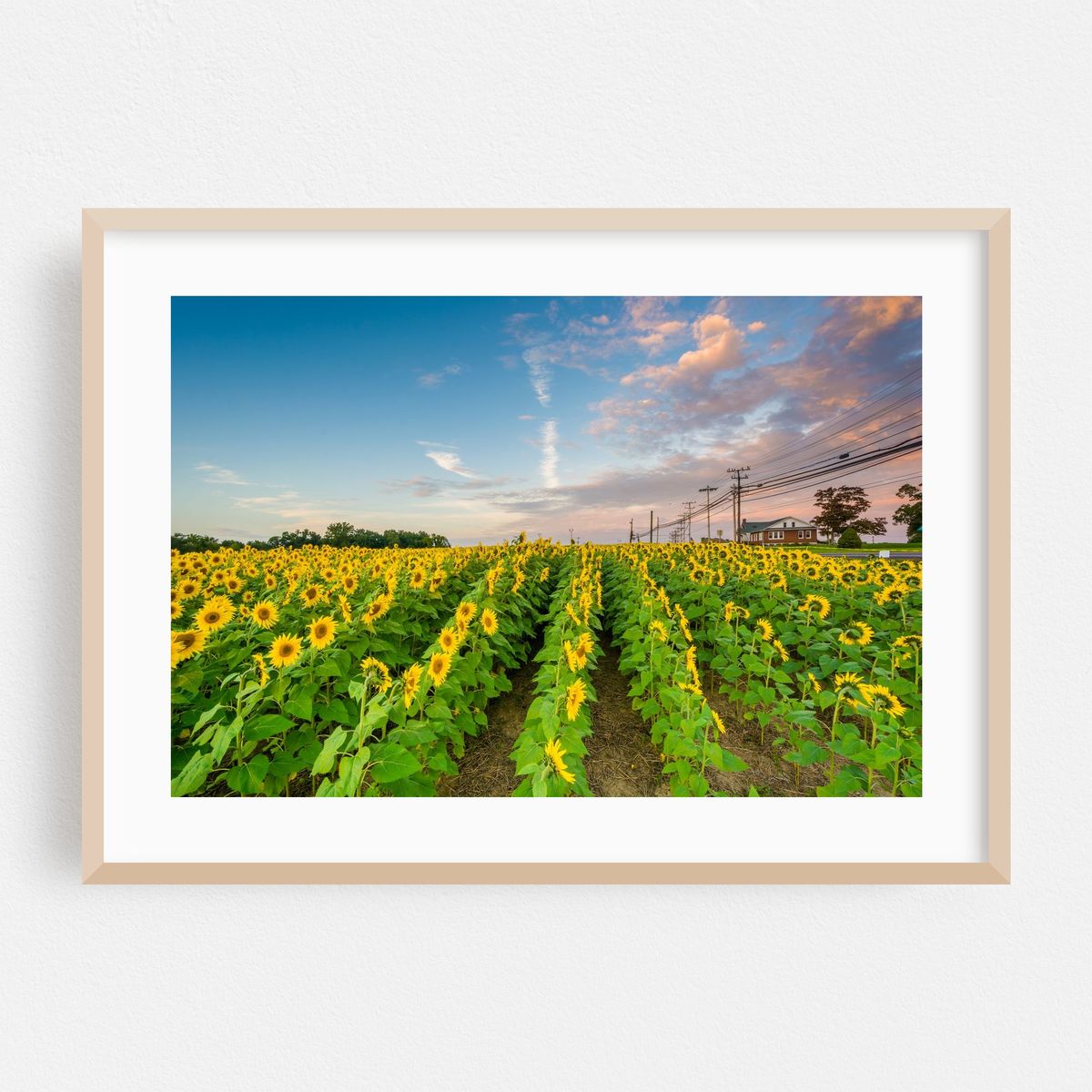 Jarrettsville Sunflowers – image 1 of 6