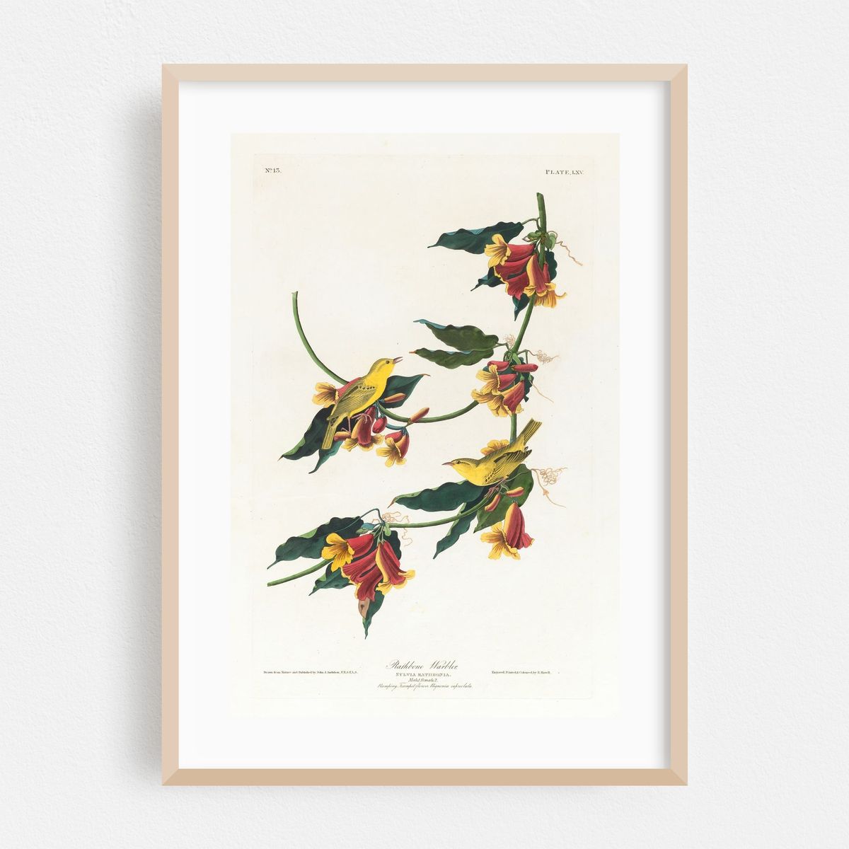 Rathbone warbler (1827–1838) – image 1 of 16