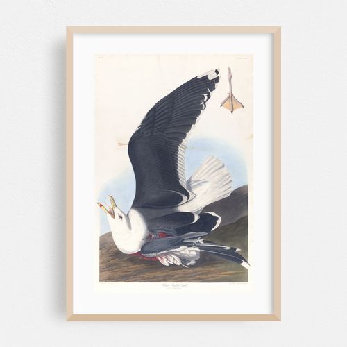 Black backed gull (1827–1838)