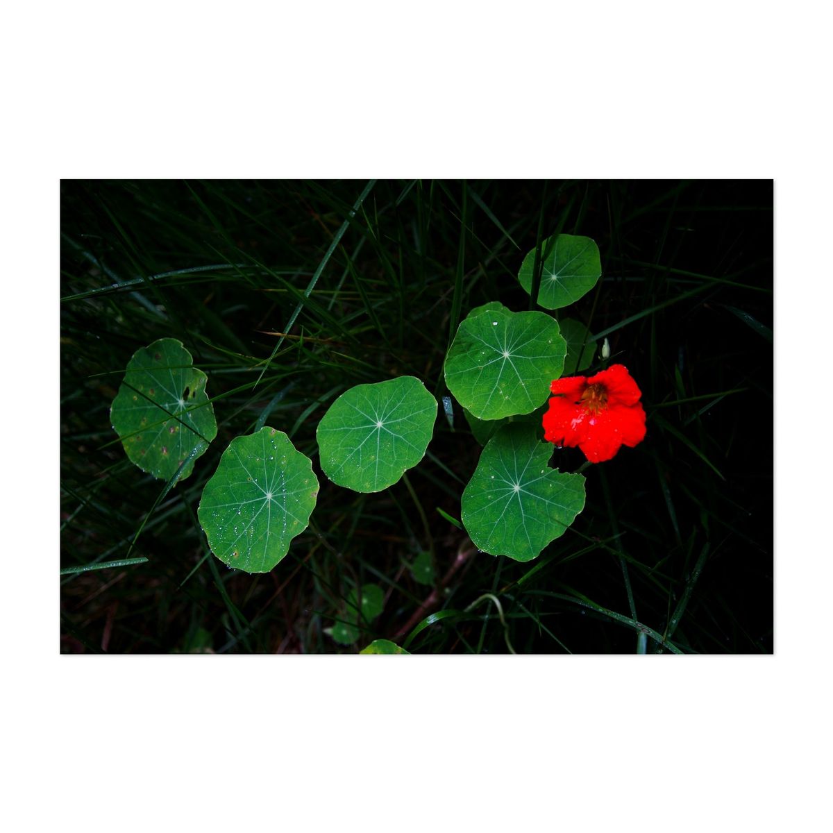 Hidden Bloom – image 1 of 2