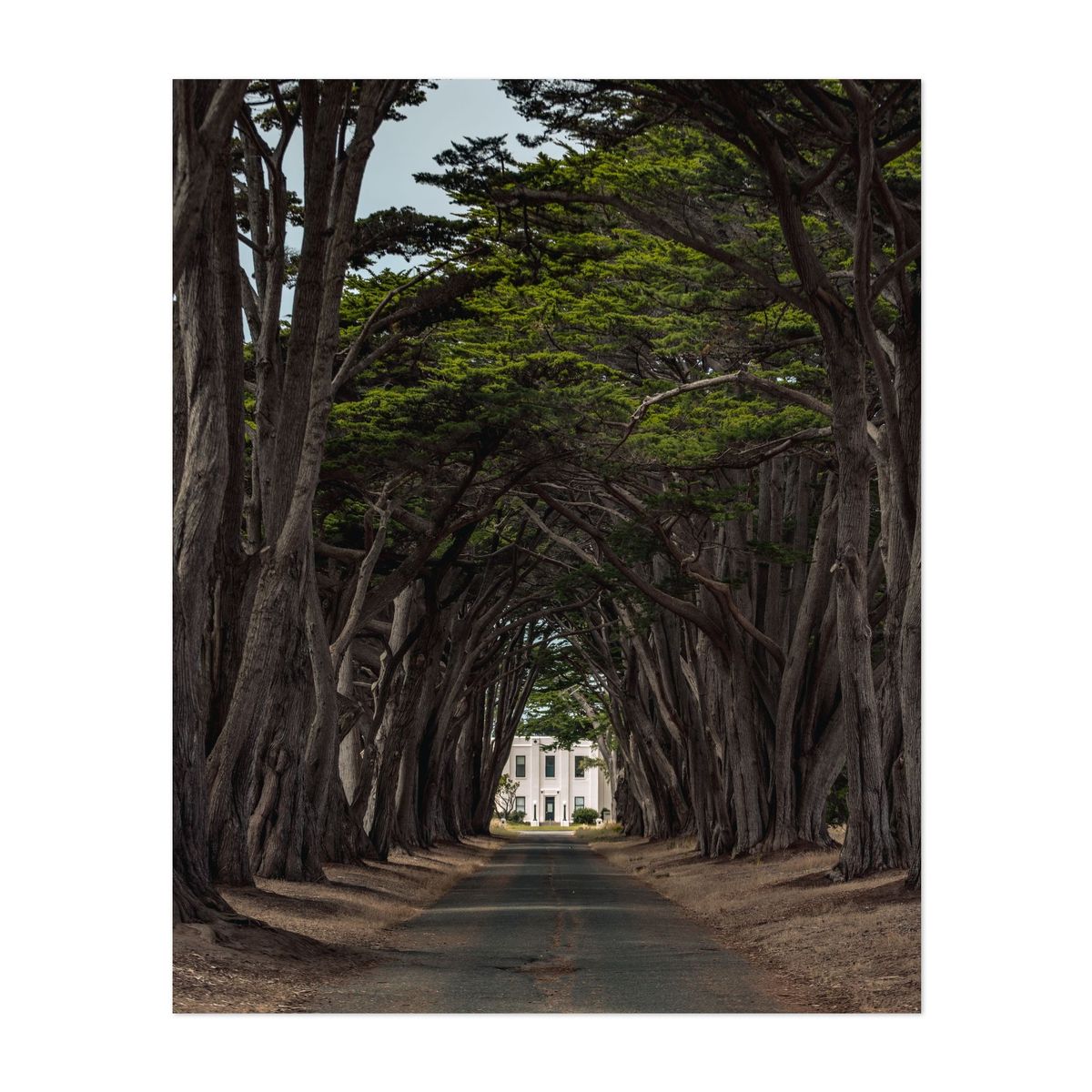 Cypress Tree Tunnel 01 – image 1 of 2