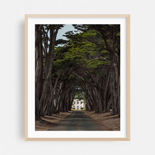 Cypress Tree Tunnel 01